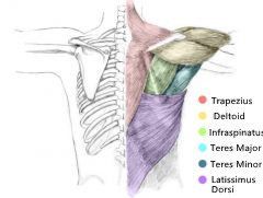 Shoulder muscles